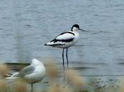 Avoceta, migrador parcial