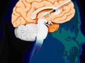 Circuitos distintos impulsan inhibición tálamo sensorial cerebro