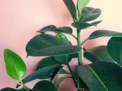 Gomero, Ficus elástica robusta