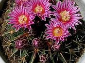 Ferocactus macrodiscus