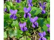 Violeta
