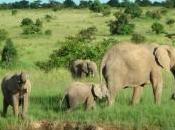 Safari fotográfico Kenia