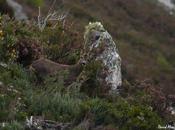 extraño celo corzos