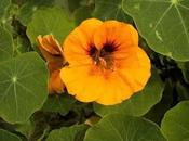 Tropaeolum majus