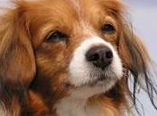 Kooikerhondje Kooiker Hound