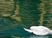 cisne salvaje