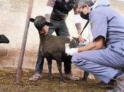 Realiza diagnóstico genético ejemplares ovinos para mejorar producción entidad