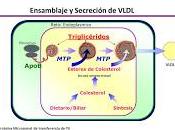 Nuevo Objetivo Terapéutico para Tratar Enfermedad Cardíaca