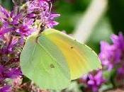 Mariposas flores verano