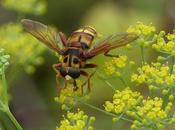 Unos sírfidos verano
