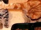 Comida para Gatos Casera