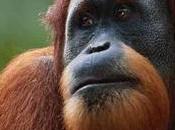 Covid-19 podría afectar algunas especies animales