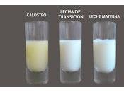 Como leche materna fortalece sistema inmunológico niño