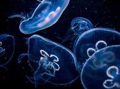 Soñar medusas