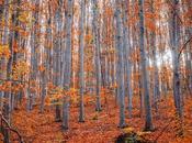 Olor otoño.