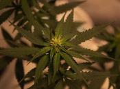 beneficios medicinales marihuana científicamente comprobados