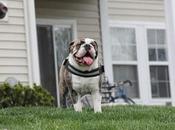 Bulldog