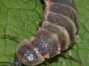 Lampyris noctiluca: luciérnaga gusano