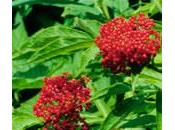 Yezgo (Sambucus ebulus)