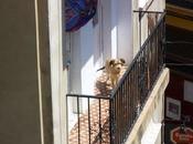 CACHORRA ESTAN MATANDO AGUA COMIDA ENCERRADA BALCON TIRAN CALLE. URGENTE!! (Valencia)