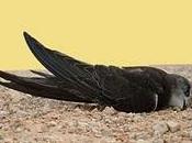 Flap-flap-flap