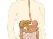 salud intestinal