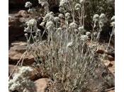 Zamarrilla (Teucrium polium)