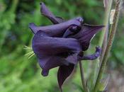 Aquilegia