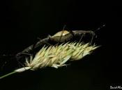 Asegurando paternidad