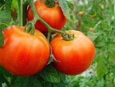 planta tomate, reina antioxidantes