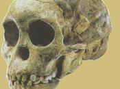 Evolución humana: Australopithecus, Homo Habilis, Erectus Neanderthal