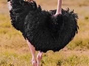creer interesante este animal. grande mayor peso mundo. avestruz.