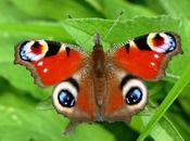 Mariposas, temporada