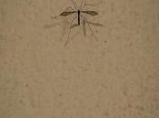 pared