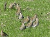 Chorlitos dorados migración