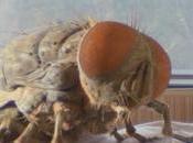 Mandibules -¿dónde está mosca?