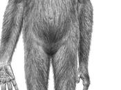 Ardipithecus ramidus