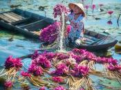 Hermosas fotos aéreas cosecha anual nenúfares Vietnam