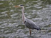 Garzas, garcetas, garcillas