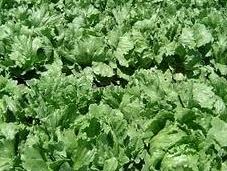 Lechuga