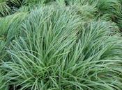 Carex