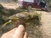 Agentes Potección Naturaleza denuncian varios cazadores furtivos numerosas aves protegidas.