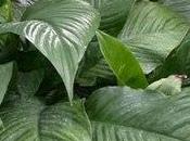 Spatifilium/Spathiphyllum Alfetta/ cuidados básicos