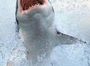 tiburón blanco salta embarcación quienes investigaban