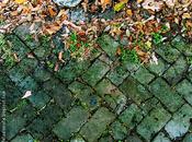Pavimento cajún hojas hierbas