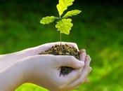 Calderas Haritza planta árbol cada caldera condensación instalada