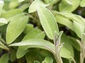 Salvia, propiedades, beneficios contraindicaciones esta planta