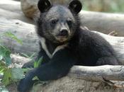 buenas noticias para vida silvestre 2020