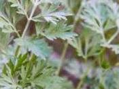 Artemisia absinthium Ajenjo Informacion medicicinal