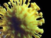 Llega Tamaulipas nueva cepa CORONAVIRUS